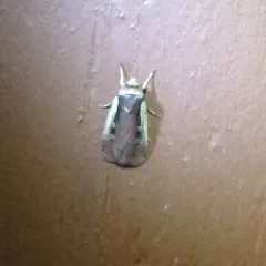 Flame-shouldered Dart thumbnail 1