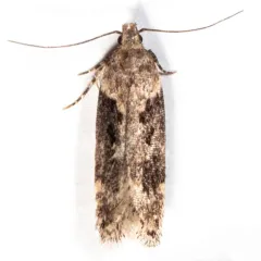 Black-smudged Chionodes Moth thumbnail 4