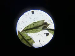 Large Hair Moss thumbnail 4