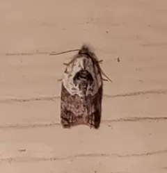 Garden Rose Tortrix thumbnail 4
