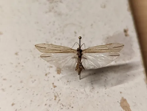 Grammotaulius bettenii