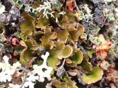 Alpine Kidney Lichen thumbnail 3