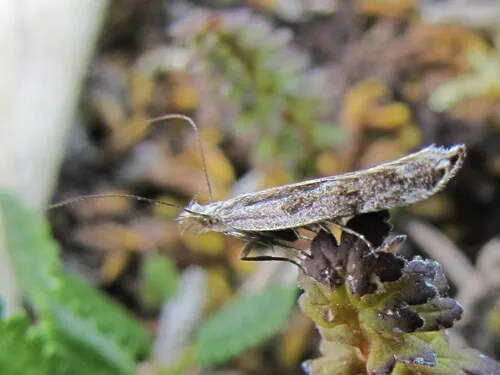 Sophronia gelidella