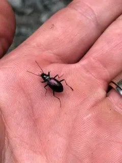 Nebria piperi thumbnail 2