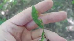 Coleosporium montanum thumbnail 1