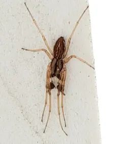 Pachygnatha tristriata thumbnail 2
