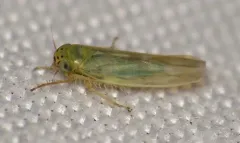 Aster Leafhopper thumbnail 2