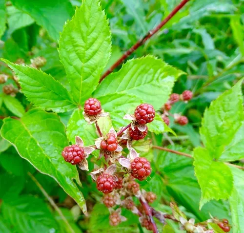 Smooth Blackberry