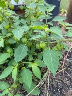 cutleaf groundcherry thumbnail 3