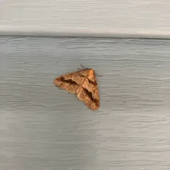 Linden Looper Moth thumbnail 4