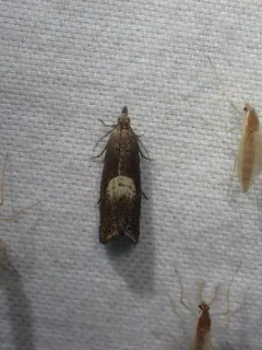 Dichrorampha simulana thumbnail 1