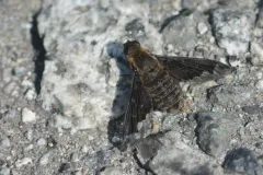 Hemipenthes jaennickeana thumbnail 1