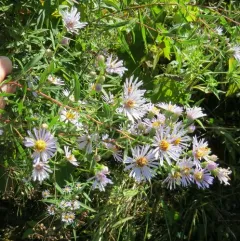 willowleaf aster thumbnail 2