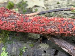 Nectria dematiosa thumbnail 2