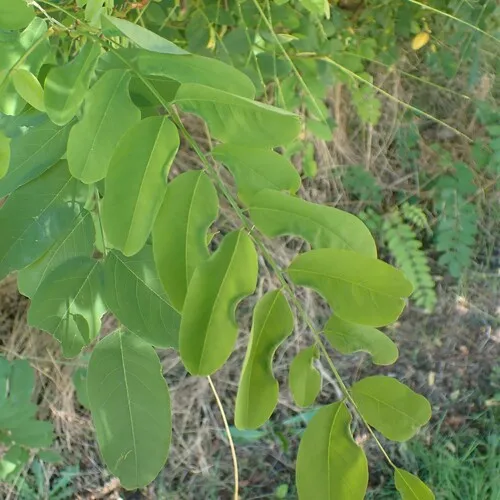 locust gall midge