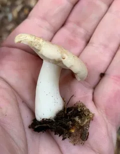Yellowdrop Milkcap thumbnail 1