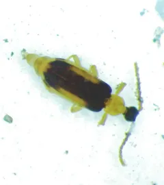 Ischalia costata thumbnail 2