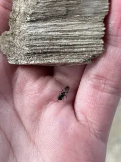 Crossocerus annulipes thumbnail 2