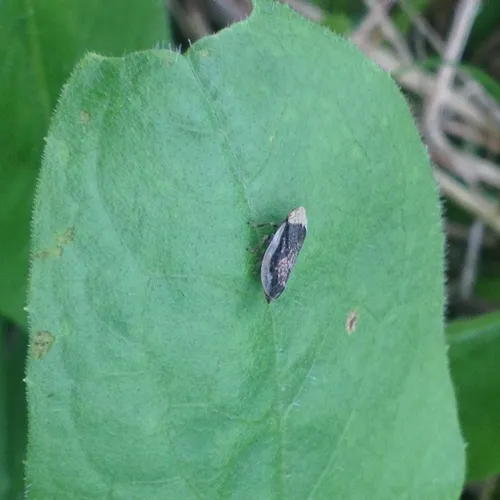 Meadow Spittlebug