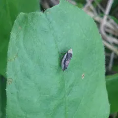 Meadow Spittlebug thumbnail 1
