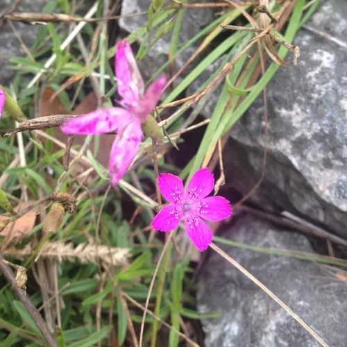 Maiden Pink