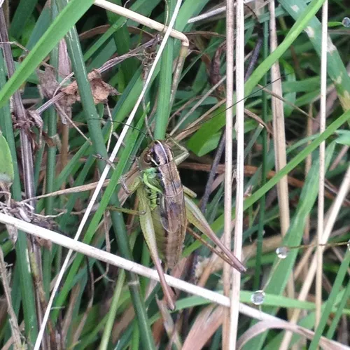 Roesel's Bush-cricket