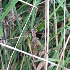 Roesel's Bush-cricket thumbnail 1