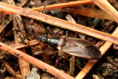 Pseudocnemodus canadensis thumbnail 3