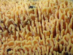 Golden Sweetheart thumbnail 4