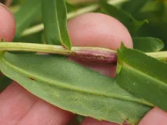 Neolasioptera punicei thumbnail 2