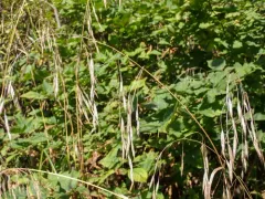 Pacific Brome thumbnail 2