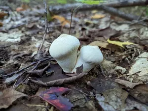 common puffball thumbnail 2