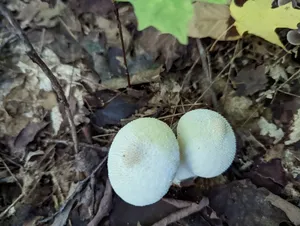 common puffball thumbnail 1