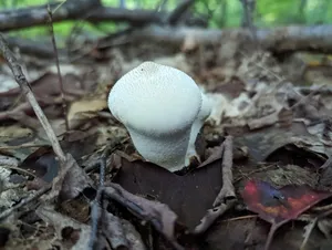 common puffball thumbnail 3