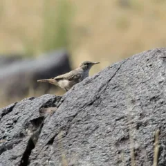Rock Wren thumbnail 2