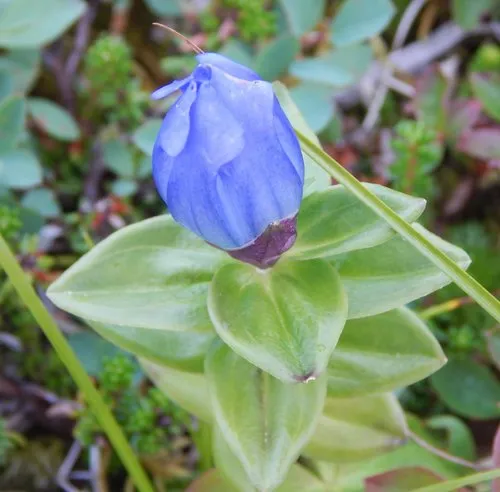 Broad-petal Gentian