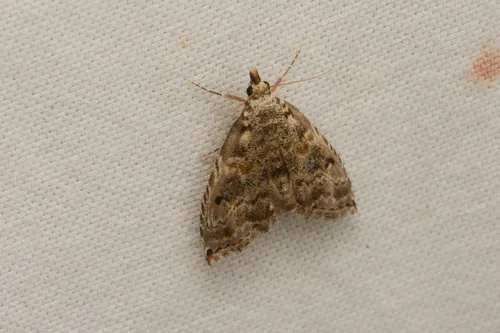 Phobolosia anfracta