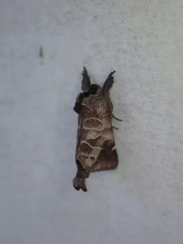 Clostera multnoma