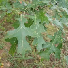 northern pin oak thumbnail 2