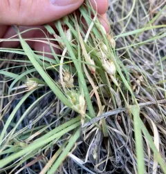 buffalograss thumbnail 4