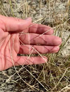 Tumblegrass thumbnail 4