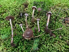 Cortinarius lindstroemii thumbnail 4