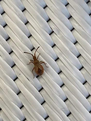 Coriomeris insularis