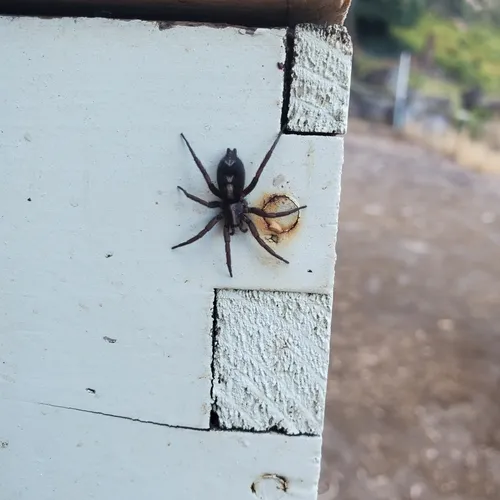 Western Parson Spider