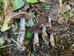 Cortinarius caesioarmeniacus thumbnail 3