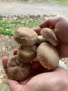 Shiitake thumbnail 2