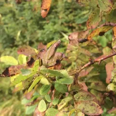 Western Corn Rootworm thumbnail 4