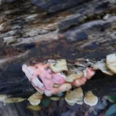 Coral-pink Merulius thumbnail 2