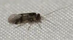 Indiopsocus bisignatus thumbnail 2