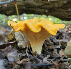 Ghost chanterelle thumbnail 2